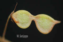 Eleiotis trifoliata